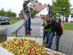 Obsternte Und Maischen 2012 30